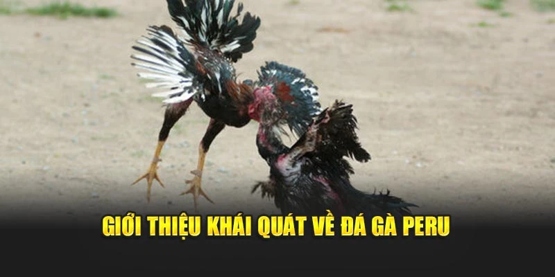 Giới thiệu khái quát về đá gà Peru